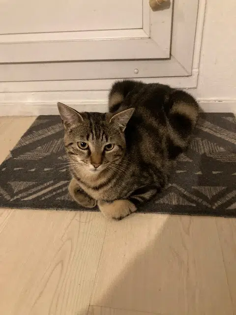 chat lost   94120 Fontenay-sous-Bois Tsuki