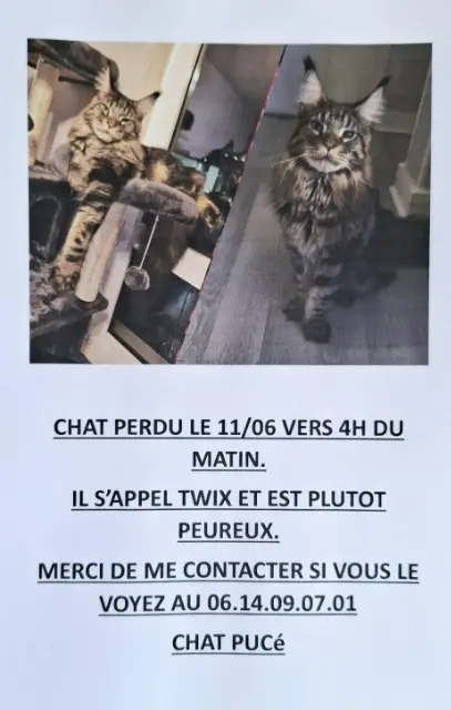 chat lost   94320 Thiais Twix