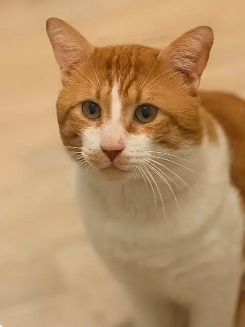 chat lost   94360 Bry-sur-Marne Twix