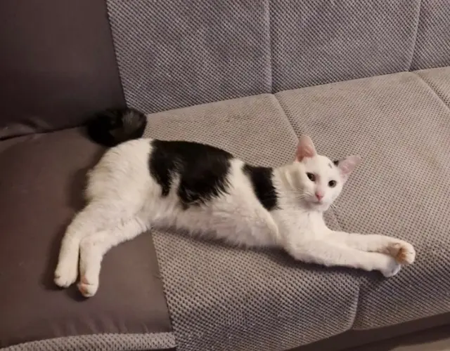 chat lost   94270 Le Kremlin-Bicêtre Ulysse