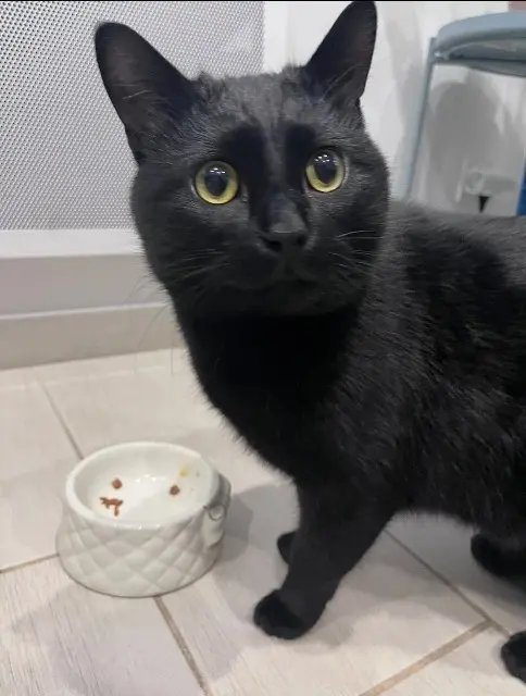 chat lost    Saint-Maur-des-Fossés Uni