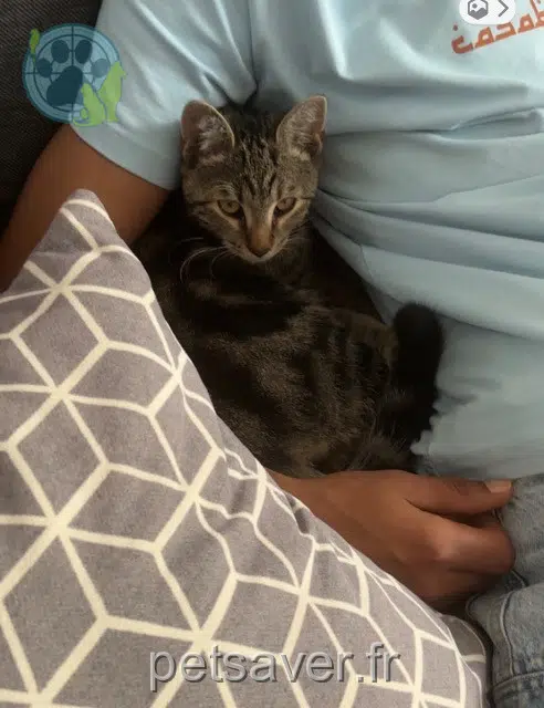 chat lost   94500 Champigny-sur-Marne Virgule