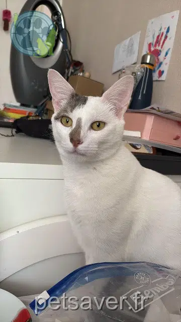 cat lost 94450 Limeil-Brévannes Wanda cat lost 94450 Limeil-Brévannes Wanda