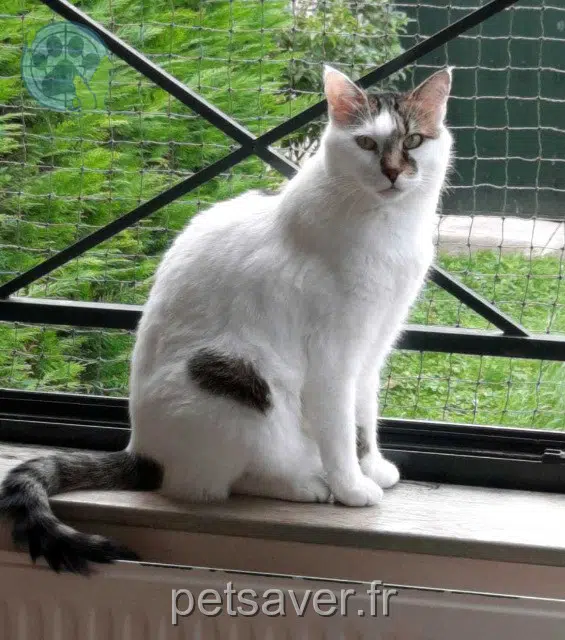 chat lost 94600 Choisy-le-Roi Warren