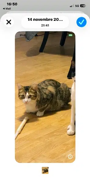 chat lost   94000 Créteil Yuki