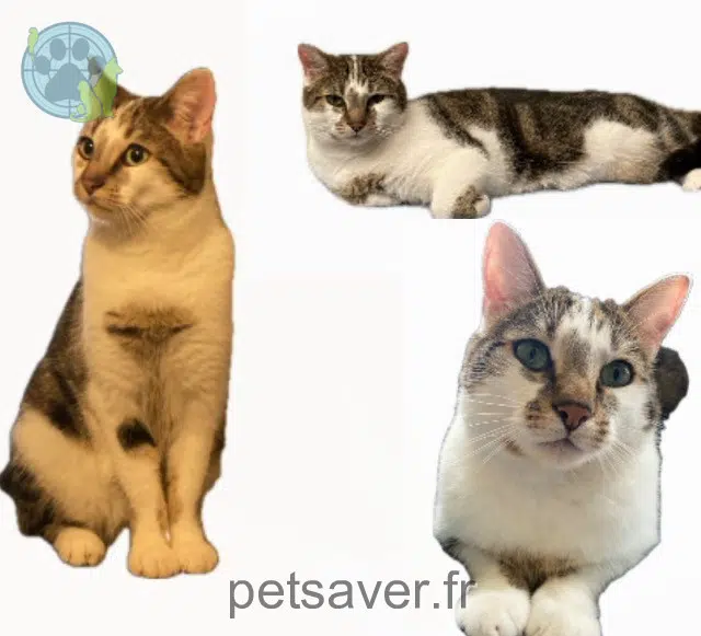 chat lost   94000 Créteil Yuzu
