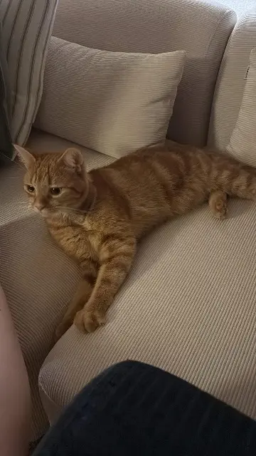 cat lost   94220 Charenton-le-Pont Yuzu