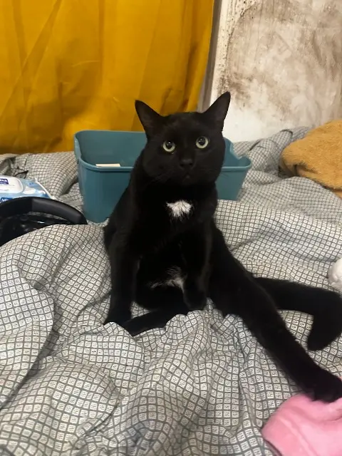 chat lost   94130 Nogent-sur-Marne Zakaria