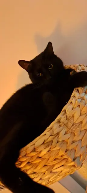 chat lost   94170 Le Perreux-sur-Marne Zorro