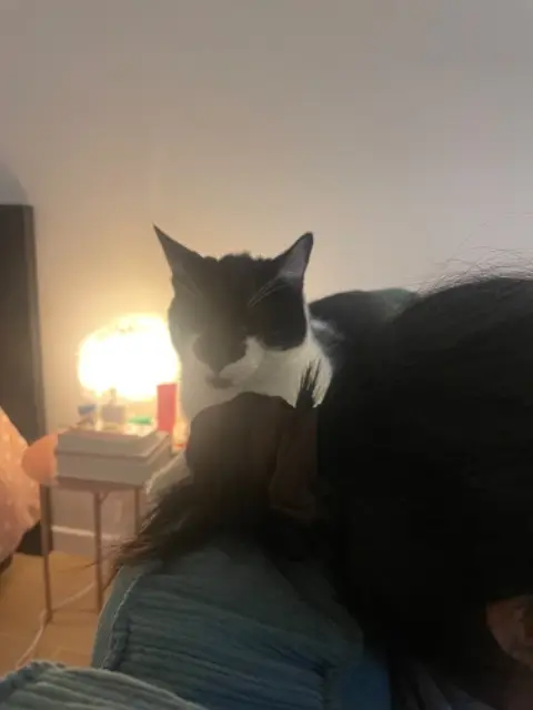 chat lost   94200 Ivry-sur-Seine Zorro