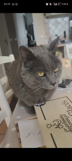 chat lost    Saint-Maur-des-Fossés Zouzou