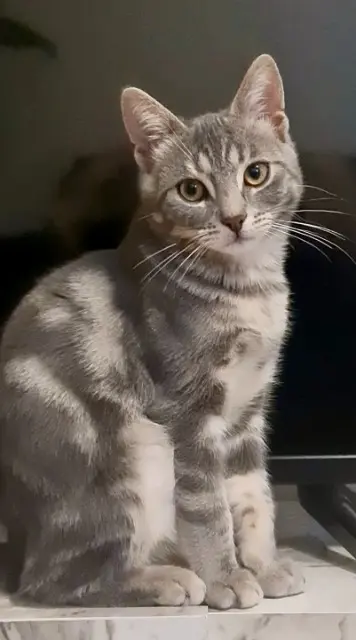 cat lost   94320 티에 Totoro