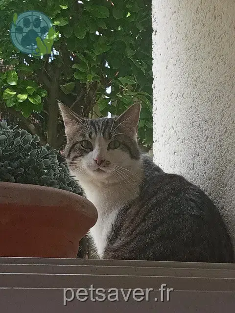 chat lost 95460 Ézanville Aimée