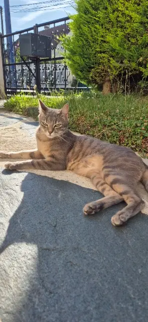 chat lost   95240 Cormeilles-en-Parisis Alfie