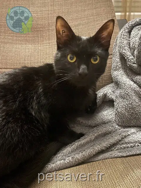 chat lost   95100 Argenteuil Chianti