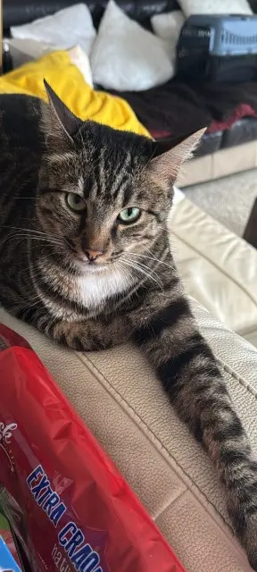chat lost   95100 Argenteuil Kimchi