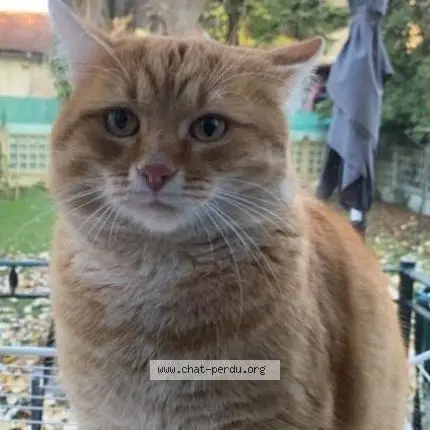 chat lost   95100 Argenteuil Migui