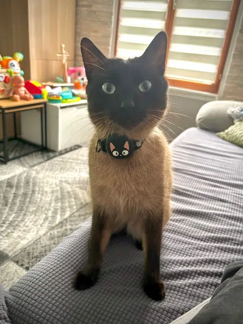 chat lost   95100 Argenteuil Milo