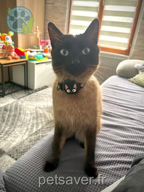 cat lost 95100 Argenteuil Milo cat lost 95100 Argenteuil Milo