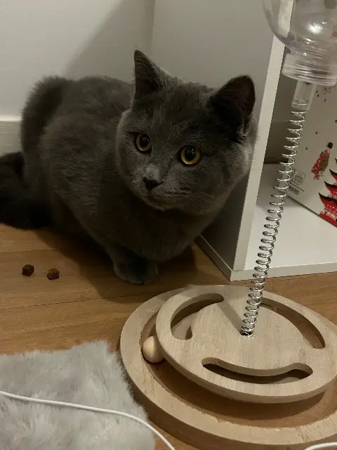 chat lost   95100 Argenteuil Mitsou