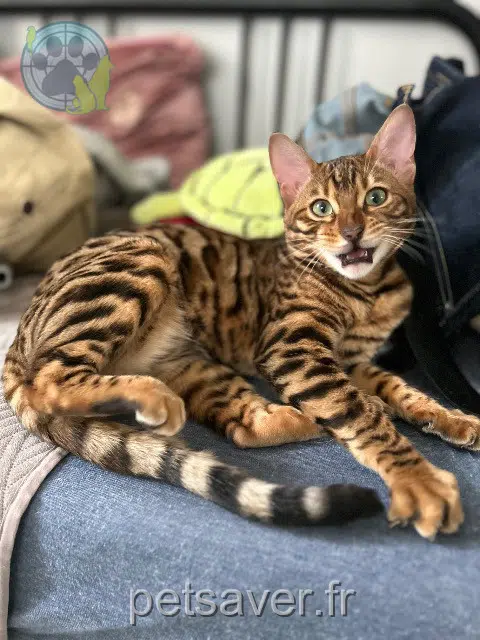 chat lost   95100 Argenteuil Ocelo