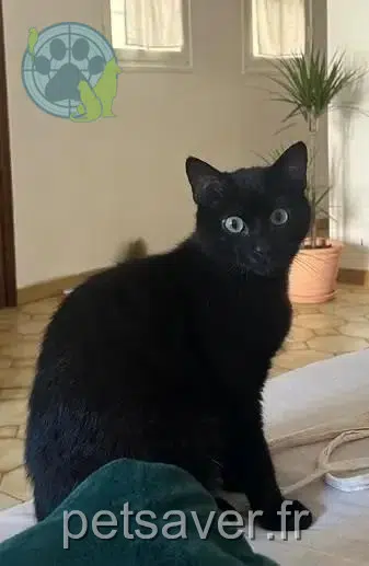 chat lost   95100 Argenteuil Owen