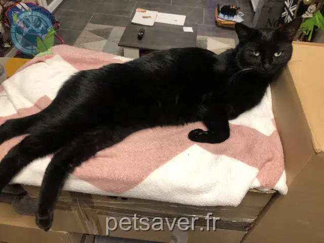 kater vermist 95100 Argenteuil Owen kater lost 95100 Argenteuil Owen
