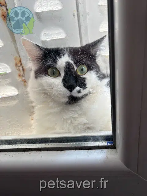 cat lost   95100 Argenteuil Poe