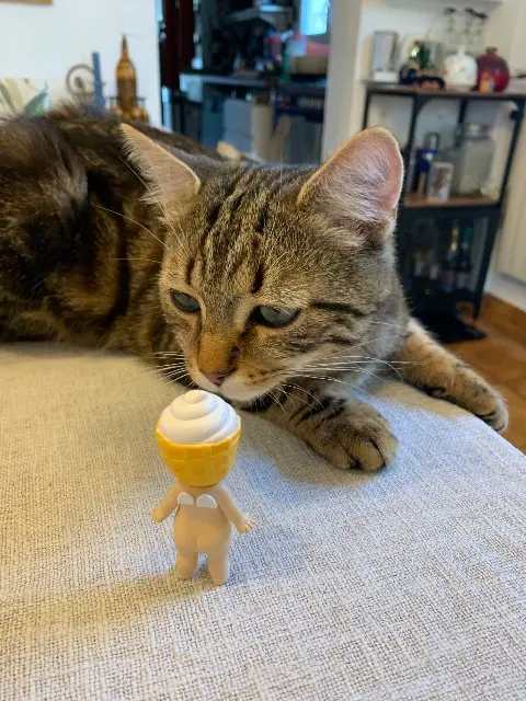 chat lost   95100 Argenteuil Ramses