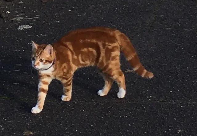 chat lost   95100 Argenteuil Simba