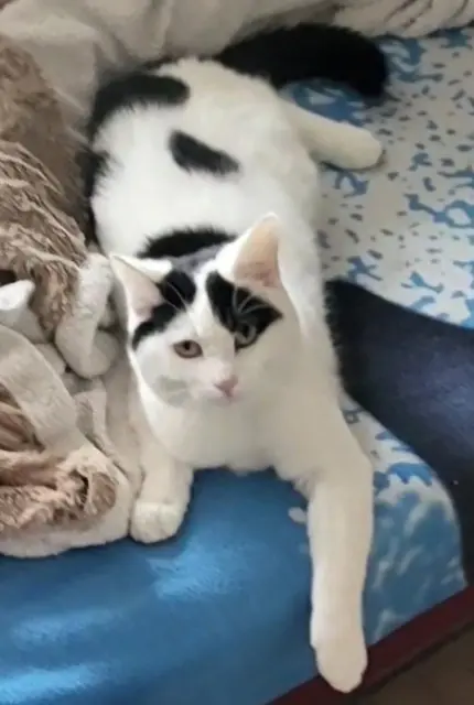 chat lost   95100 Argenteuil Snow