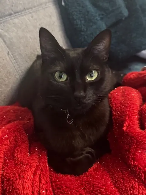 chat lost   95100 Argenteuil Spooky