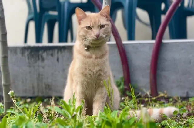 cat lost 95100 Argenteuil Tchicha cat lost 95100 Argenteuil Tchicha