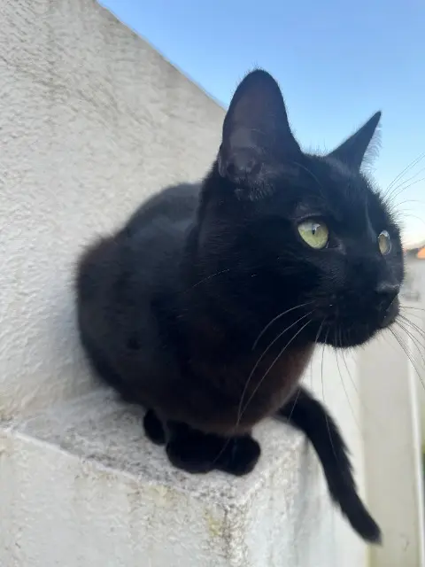 chat lost   95190 Goussainville BADEM