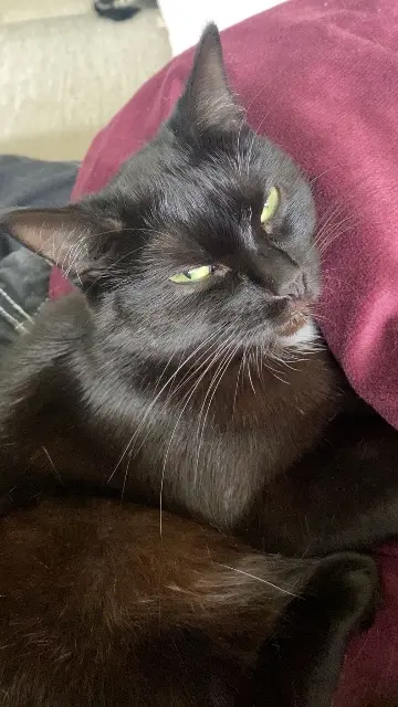 chat lost   95660 Champagne-sur-Oise baguera