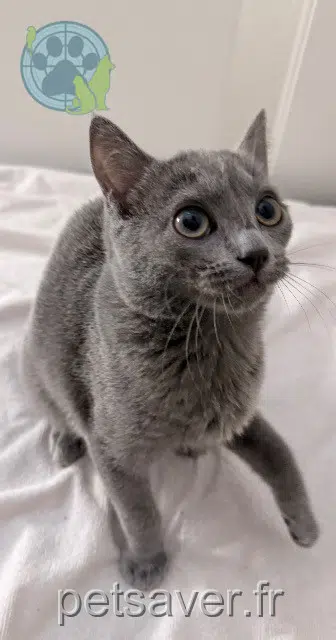 chat lost   95330 Domont Bagui