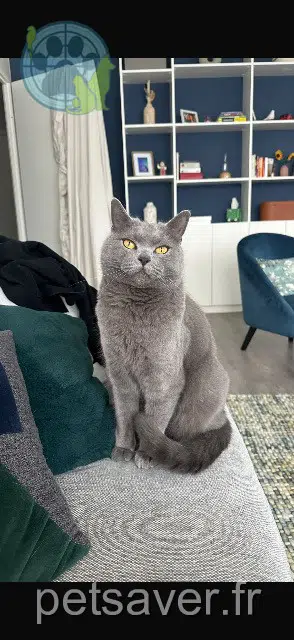 chat lost    Cergy Bibou