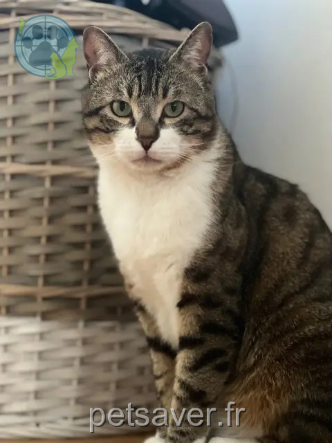 Kater vermisst 95120 Ermont Bibouchka Kater lost 95120 Ermont Bibouchka
