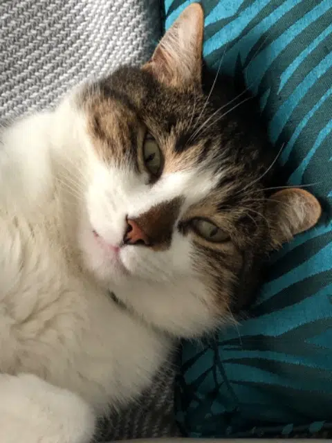 chat lost   95800 Courdimanche Billy