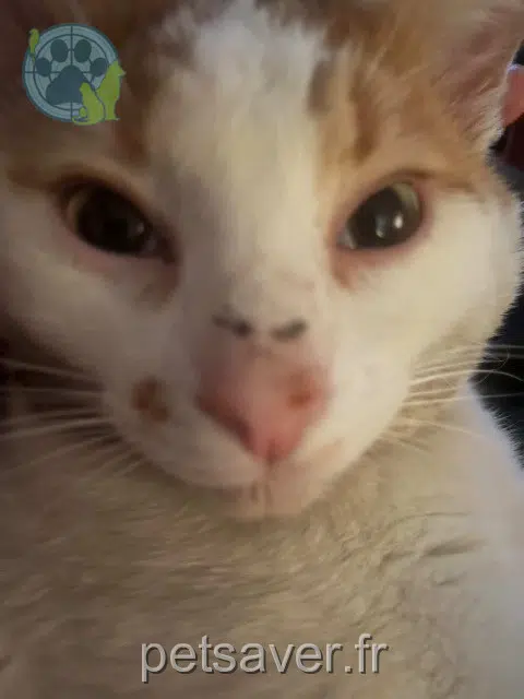 kater vermist 95420 Genainville Blanco kater lost 95420 Genainville Blanco