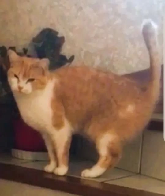 chat lost   95220 Herblay-sur-Seine Cachou