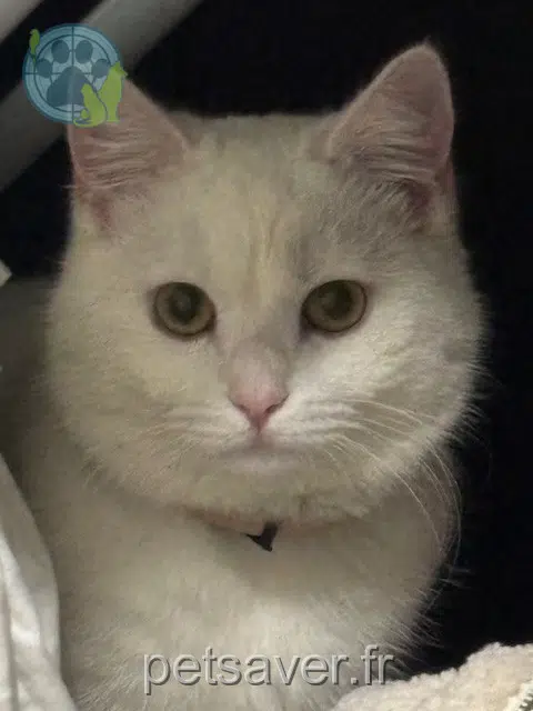 chat lost   95170 Deuil-la-Barre Chase