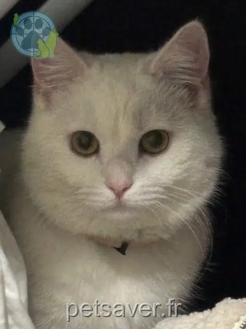 chat lost   95170 Deuil-la-Barre Chaton