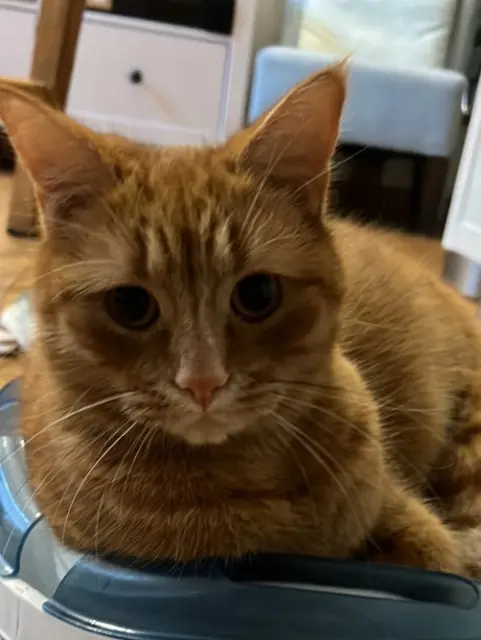 chat lost   95160 Montmorency Crocus