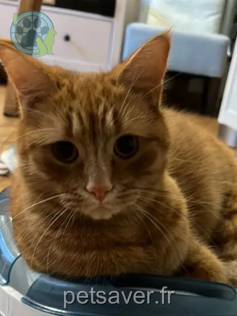 gato perdido 95160 Montmorency Crocus gato lost 95160 Montmorency Crocus