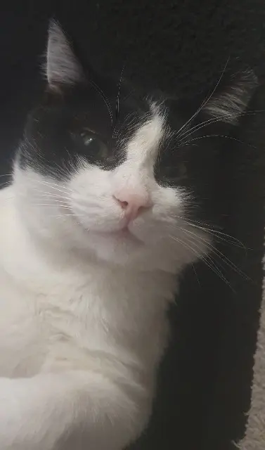 chat perdu 95400 Villiers-le-Bel Domino chat lost 95400 Villiers-le-Bel Domino