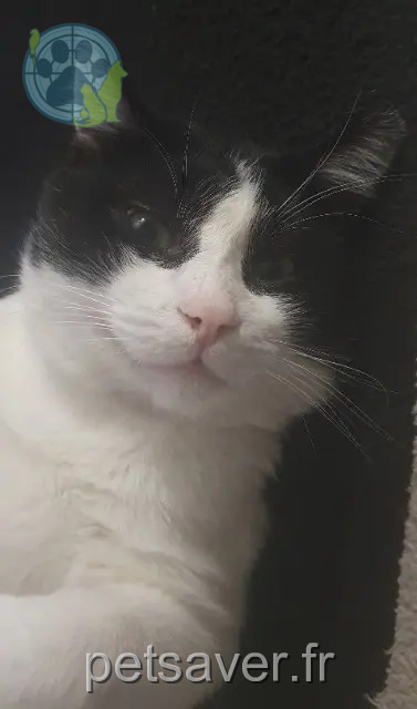 gato perdido 95400 Villiers-le-Bel Domino gato lost 95400 Villiers-le-Bel Domino
