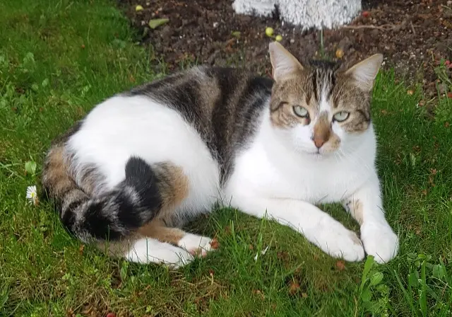 Kater vermisst 95550 Bessancourt Doudou Kater lost 95550 Bessancourt Doudou