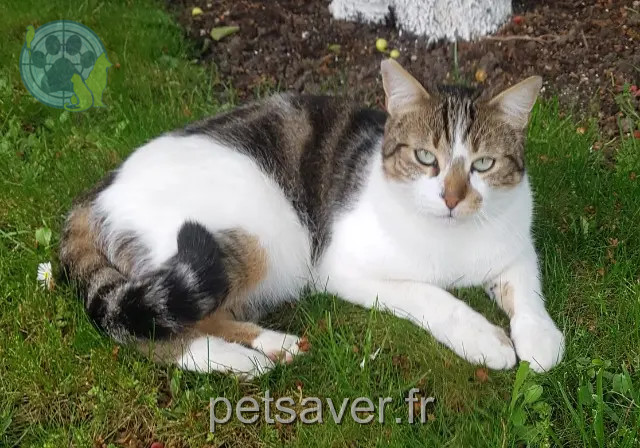 gato perdido 95550 Bessancourt Doudou gato lost 95550 Bessancourt Doudou