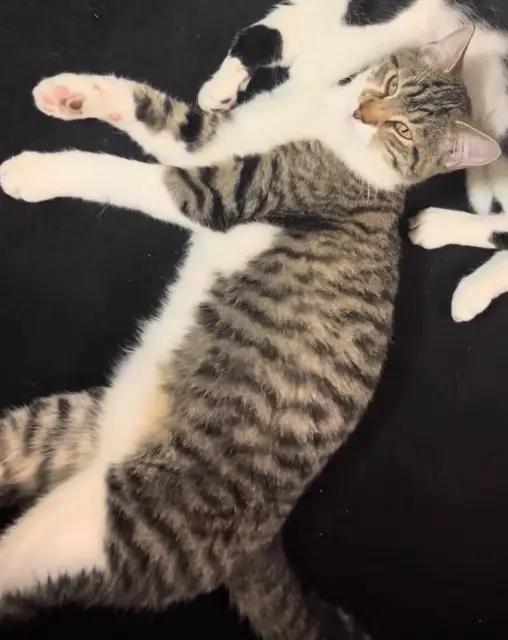 chat lost   95140 Garges-lès-Gonesse Felix